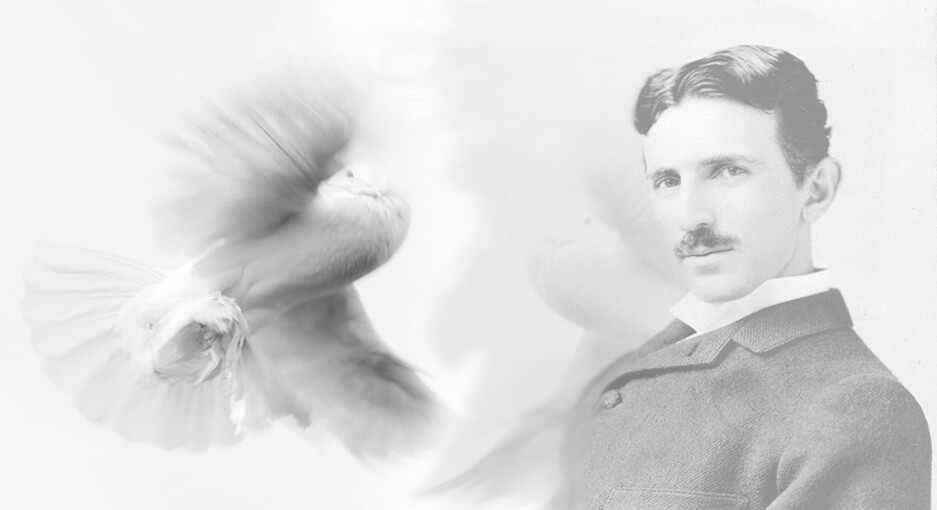 Nikola Tesla fehér galambja 
