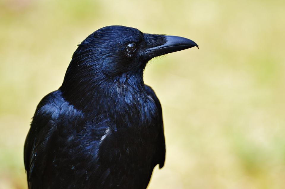 Fekete madár 